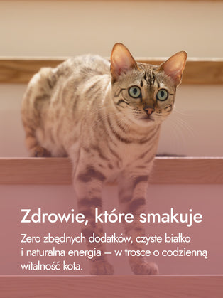 Wątróbki kurze – bogactwo żelaza i odporności | przysmaki dla kota