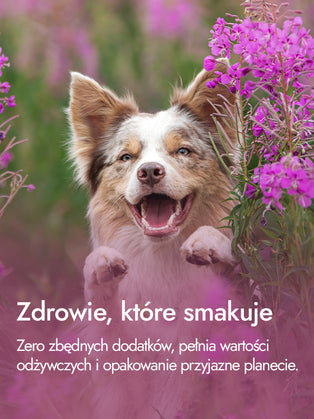 Serca kacze – intensywność i siła natury | przysmaki dla psa