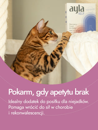 Recovery Food SINGLE | Serca kurze