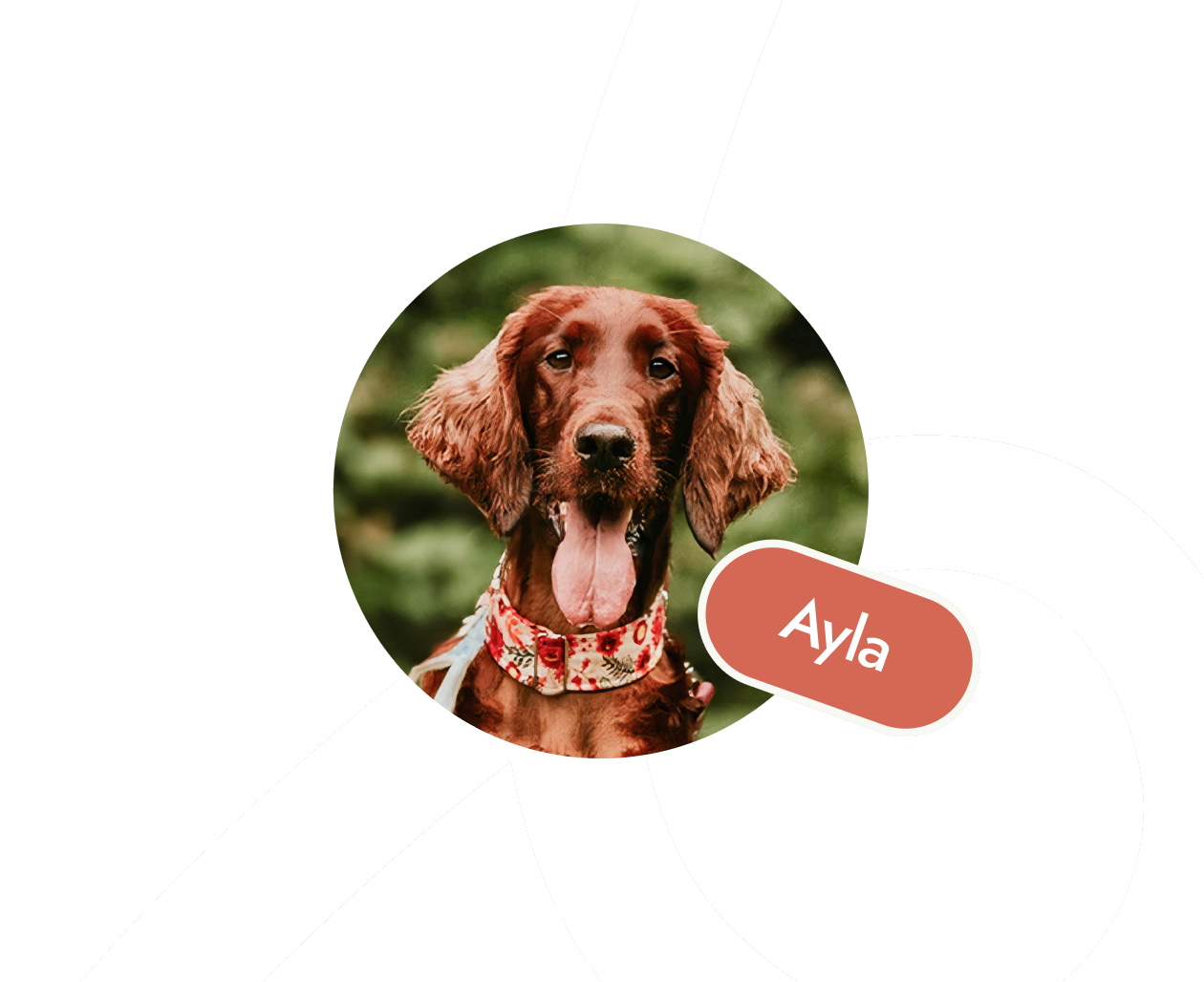 Ayla